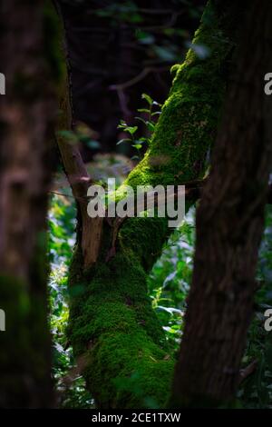 Sonnendurchfluteter, moosbedeckter Baumstamm in einem dunklen, gemäßigten Wald mit üppiger grüner Waldstruktur und natürlichem Wachstum. Stockfoto