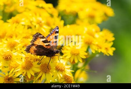 Kleiner Schildpatt-Schmetterling, der sich auf gelbem Ragwürz ernährt Stockfoto