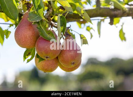 Louise Bonne aus Jersey Birnen wachsen auf einem Baum Stockfoto