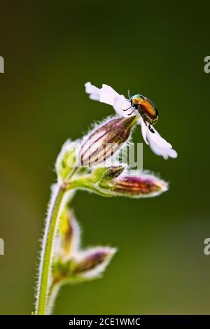 Ein glänzender Bodenkäfer, der auf einer Blume sitzt Stockfoto