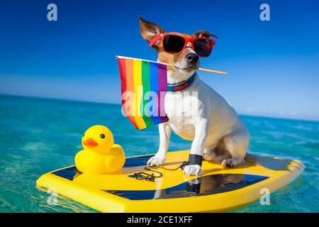 Surfer Hund am Strand Stockfoto