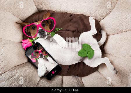Hund schläft oder ruht sich aus Stockfoto