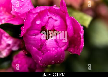 Pfingstrose aus der Nähe isoliert. Rosafarbene Pfingstrose im Garten nach Regen, Blütenblätter von Pfingstrosen mit Regentropfen. Pfingstrose Blume Hintergrund. Stockfoto