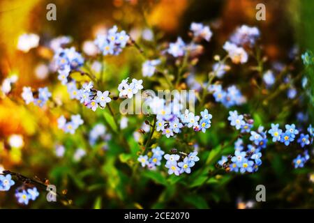 Kleine blaue Vergissmeinnicht-Blumen wachsen im Grün auf der Wiese. Vergiss-mich-nicht Blumen im Licht des Sonnenuntergangs. Bunte Blume Hintergrund. Myosotis. Stockfoto