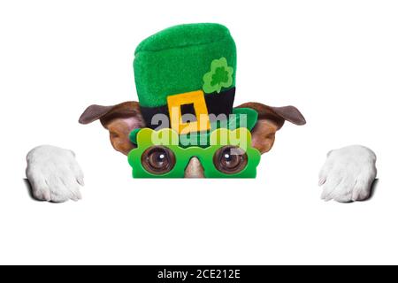 st. patricks Tag Hund Stockfoto
