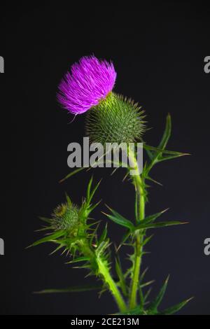 Nahaufnahme einer lila und wilden Blume Speer Distel auch kwon als gemeinsame Distel beleuchtet mit einem gedimmten Oberlicht auf schwarzem Hintergrund, wissenschaftlicher Name CIRS Stockfoto