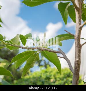 Blick nach oben auf die blühende Cananga odorata Ylang-Ylang Blume oder tropisch Parfümbaum Stockfoto