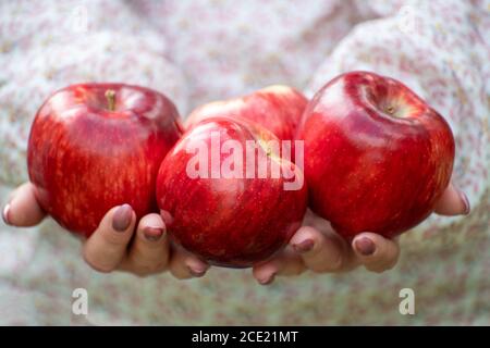 Schöne rote Äpfel in den weiblichen Händen Stockfoto