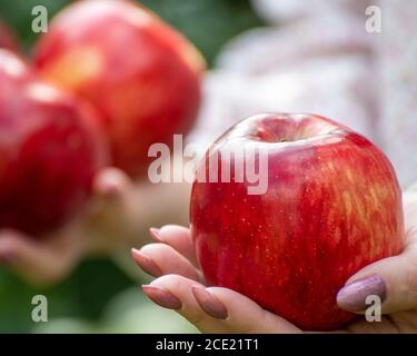 Schöne rote Äpfel in den weiblichen Händen Stockfoto