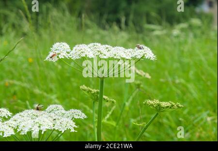 Insekten auf einer wilden weißen europäischen Blume Kuh Petersilie, unter der Sonne im Sommer wissenschaftlichen Namen Anthriscus sylvestris Stockfoto