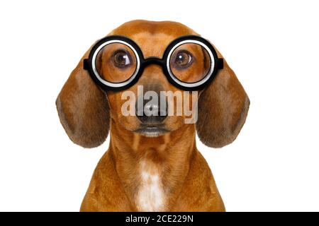 Dumm Nerd dummen Dackel Stockfoto