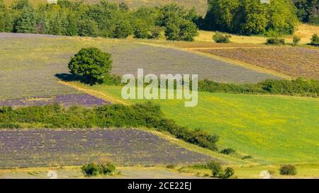 Lavendelfelder in der Provence, schöne Landschaft im Frühling Stockfoto