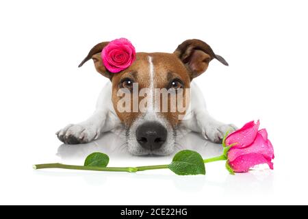 valentines lieben kranken Hund Stockfoto