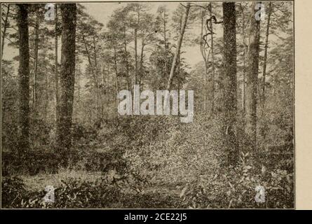 . Trees of Texas; ein illustriertes Handbuch der einheimischen und eingeführt Bäume des Staates. Abb. 22. Quercii-s cinerea. 25. Quercus cinerea Miehaux. Upland AYillow Eiche. BlueJack Oak. Ein Baum in der Regel 15-20 Grad hoch mit Stammdiametervon 5-6, aber manchmal größer, 50-70 Grad hoch. Die Äste sind steif und bilden eine ziemlich schmale, unregelmäßige Krone. Einige. Abb. 23 &gt;^ EIN Mischwald aus Kiefer und Hocheiche (Bray Bulletin 47 Bureauof Forestry, U. S. Dept. Agr.). Stockfoto