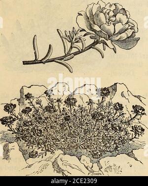 . Richard Frotschers Almanach und Gartenhandbuch für die Südstaaten . ll März. Phlox Druuiiiiondii. Drummonds Phlox. Eine der besten und beliebtesten Einjährigen in den Anbau. Ihre verschiedenen Farben und die Länge der Blüte, mit einfacher Kultur, machen sie zu Favoriten bei jedem.Alle feinen Farben gemischt. Einen Fuß hoch. Dezember bis April. Plilox Driimiiiondii grandiflora. Dies ist eine Verbesserung der oben genannten; Blumen sind größer, mit weißem Zentrum, verschiedene Farben.sehr schön. Einen Fuß hoch. Dezember bis April. Portulaca. Eine Kleinpflanze von großer Schönheit, undvon der einfachsten Kultur. DoesBest in einem Brunnen Stockfoto