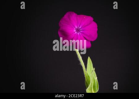 Violette Blütenrose campion auf schwarzem Hintergrund, auch bekannt als staubiger Müller, Königskerze-rosa wissenschaftlicher Name Silene coronaria Stockfoto