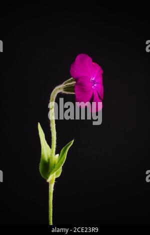 Violette Blütenrose campion auf schwarzem Hintergrund, auch bekannt als staubiger Müller, Königskerze-rosa wissenschaftlicher Name Silene coronaria Stockfoto