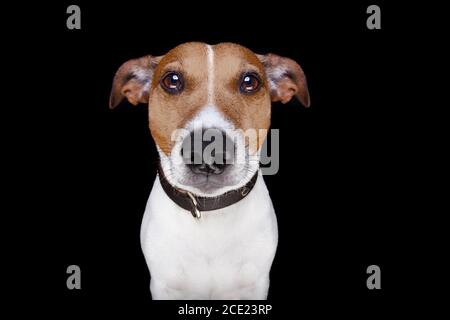 Hund isoliert auf schwarz Stockfoto