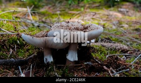 Wilder Pilz, bekannt als LBusher, der im trockenen boden des Waldes wächst. Wissenschaftlicher Name Amanita rubescens Stockfoto