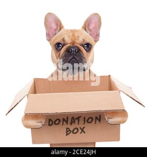 Spendenbox Hund Stockfoto