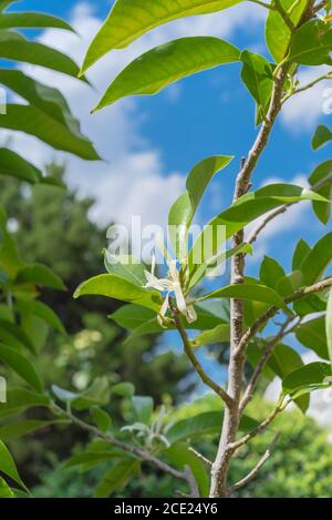 Blick nach oben auf die blühende Cananga odorata Ylang-Ylang Blume oder tropisch Parfümbaum Stockfoto