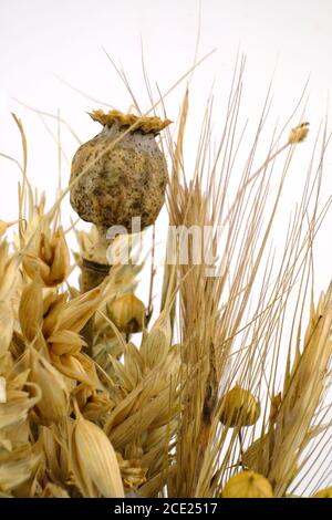 Bouquet von geernteten trockenen Früchten, eine Tradition für das Erntefest in europäischen Ländern Stockfoto