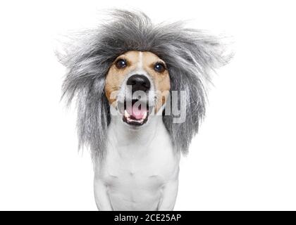 Dummer verrückter Hund Stockfoto