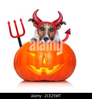 Halloween Kürbis Hexe Hund Stockfoto