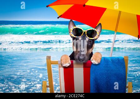 Bullterrier Hund auf einem Hammok im Sommer Stockfoto