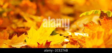 Blätter der Herbstsaison. Gefallene Ahornblätter im Wald. Goldenes Ahornblatt auf verwischtem gelben Hintergrund. Herbstkonzept Stockfoto