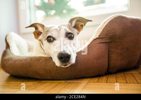 Hund im Bett Ruhe und erholsamen Tagtraum Stockfoto