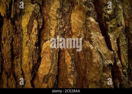 Komplizierte Rinde von Alter Kiefer. Holzstruktur. Strukturiertes Material. Nahaufnahme. Eine grobe, holprige, shafty, gestreift, uneben, Rinde von alten Kiefer. Stockfoto