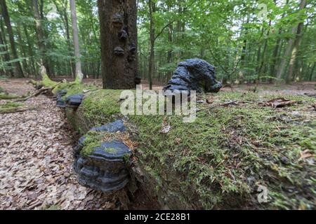 tinder Schwammpilze auf Totholz im Naturwald Stockfoto