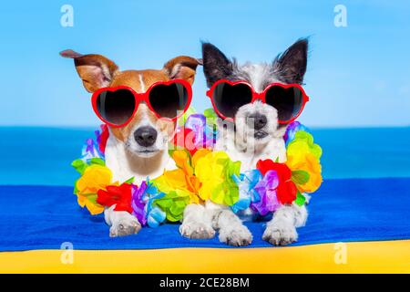 Sommer Flitterwochen Hunde in der Liebe Stockfoto