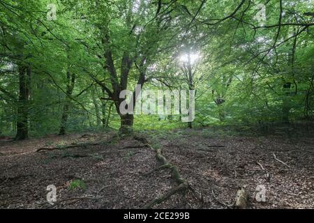 deutscher Laubwald im Sommer Stockfoto