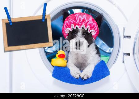 Hund Hausarbeit Aufgaben Stockfoto