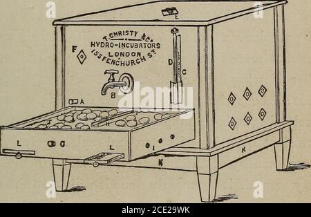 . Praktische künstliche Inkubation. Eine Zusammenfassung der Fortschritte in den letzten Jahren in der künstlichen Inkubation in diesem Land und Europa gemacht . hatte eine Gelegenheit, die Rouillier testen, können wir nicht eine Meinung über sie zum Ausdruck bringen. Die Christy Maschine ist ca. 30 inchessquare, Und äußerlich sieht es aus wie eine Holzkastanie mit einer Schublade unten und einer Glaslehre darüber; tatsächlich hat es von außen kaum den Anschein, ein Incuba-tor zu sein, da es keine der mechan-ical-Vorrichtungen hat, die man normalerweise auf den Maschinen sieht. Es ist einfach ein Tank, der zwei Drittel des Schlagwerms einnimmt Stockfoto