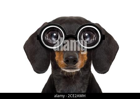 Dumm Nerd dummen Dackel Stockfoto