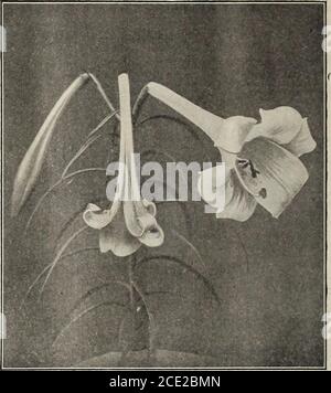 . Vick's Garten und Blumenführer : Herbst 1906 . Blüte über 1. Juli.elegans Batmanniae. Eine schöne japanische Sorte; Blüten aufrecht, von klarem Aprikosengelb; stark und winterhart; jedes NNZ sollte in jedem Garten Platz haben.Blüte ca. 15. Juli 20 2 Co elegans wallacei. Blüten reich an Wermil-Löwen-Orange, gefleckt mit kastanienbraunen Blüten. Bloomsin der Herbst. Fein 20 2 00 Hansoni. Eine seltene früh blühende Art von schöner gelber Farbe, Blütenblätter sehr dick, mit violett übersät. Eine der handsom-est Sorten. Blüte zweite Woche im Juni 75 7 50 Harrisii. (Osterlilie.) Die Blüten sind weiß, trompetenförmig Stockfoto