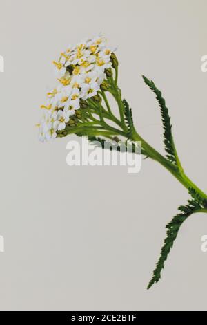 Nahaufnahme einer wilden Blume, bekannt als gemeinsame Schafgarbe, wissenschaftlicher Name Achillea millefolium Stockfoto