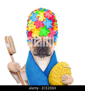französische Bulldogge bereit, ein Bad oder ein haben Dusche mit Badekappe und Handtuch Stockfoto
