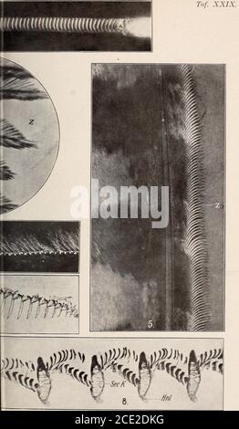 . Zeitschrift für wissenschaftliche Zoologie . Verlag von Wilhe. In Leipzig. Stockfoto