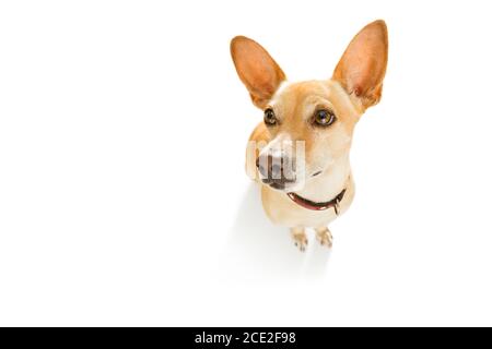 Hund, der zum Besitzer aufschaut Stockfoto