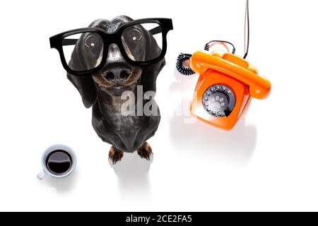 Büroangestellter Geschäftsmann Wurst Dackel Hund Stockfoto