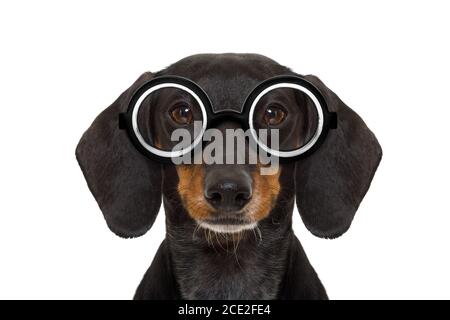 Dumm Nerd dummen Dackel Stockfoto