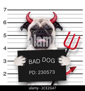 halloween Mugshot Hund Stockfoto