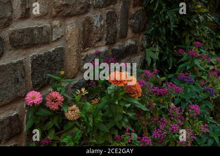 Orangefarbene, rosa und gelbe Zinnien wachsen an einer Steinmauer mit winzigen violetten Sternblumen, die im Grünen verstreut sind Stockfoto