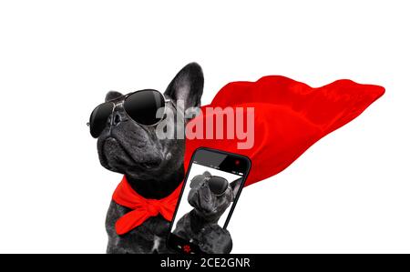 Super-Helden-Hund Stockfoto