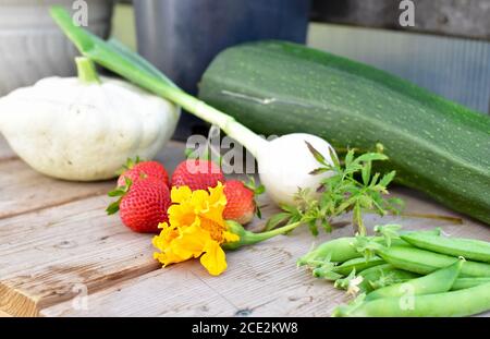 Spätsommer frisch geerntet Bio-hausgewachsenes Victory Gartengemüse Bereit, sich vorzubereiten und zu essen für einen gesunden Lebensstil Stockfoto