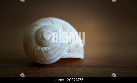 Leere Schneckenschale als Dekoration auf einem Holztisch Stockfoto